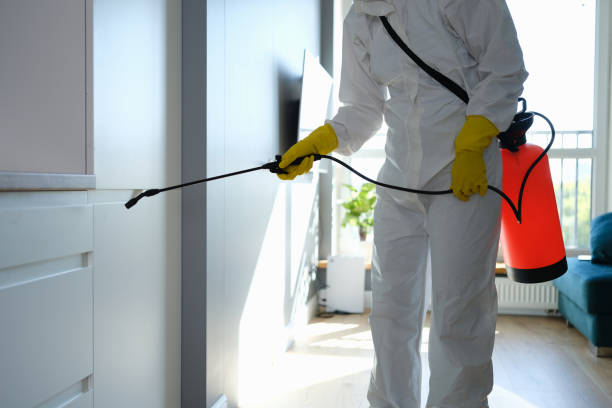 Best Basement Mold Removal  in River Heights, UT